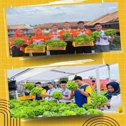 Selada , Pakcoy, Bayem Hasil Panen Gridupa Farm Hidropoinik SMK PGRI 2 PALEMBANG